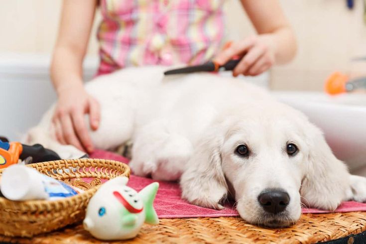 Essential Pet Care Tips for Every Pet Owner